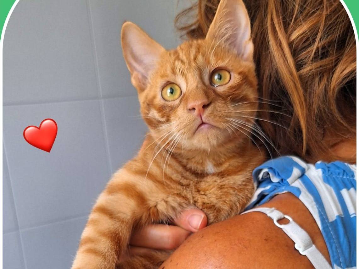 Adozione gatto, maschio, Razza sconosciuta Razza sconosciuta, 6 mesi, taglia non valida, Milano
