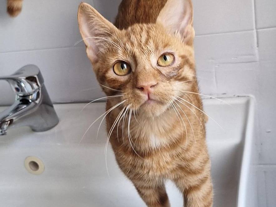 Adotta un gatto, maschio, 6 mesi, Milano