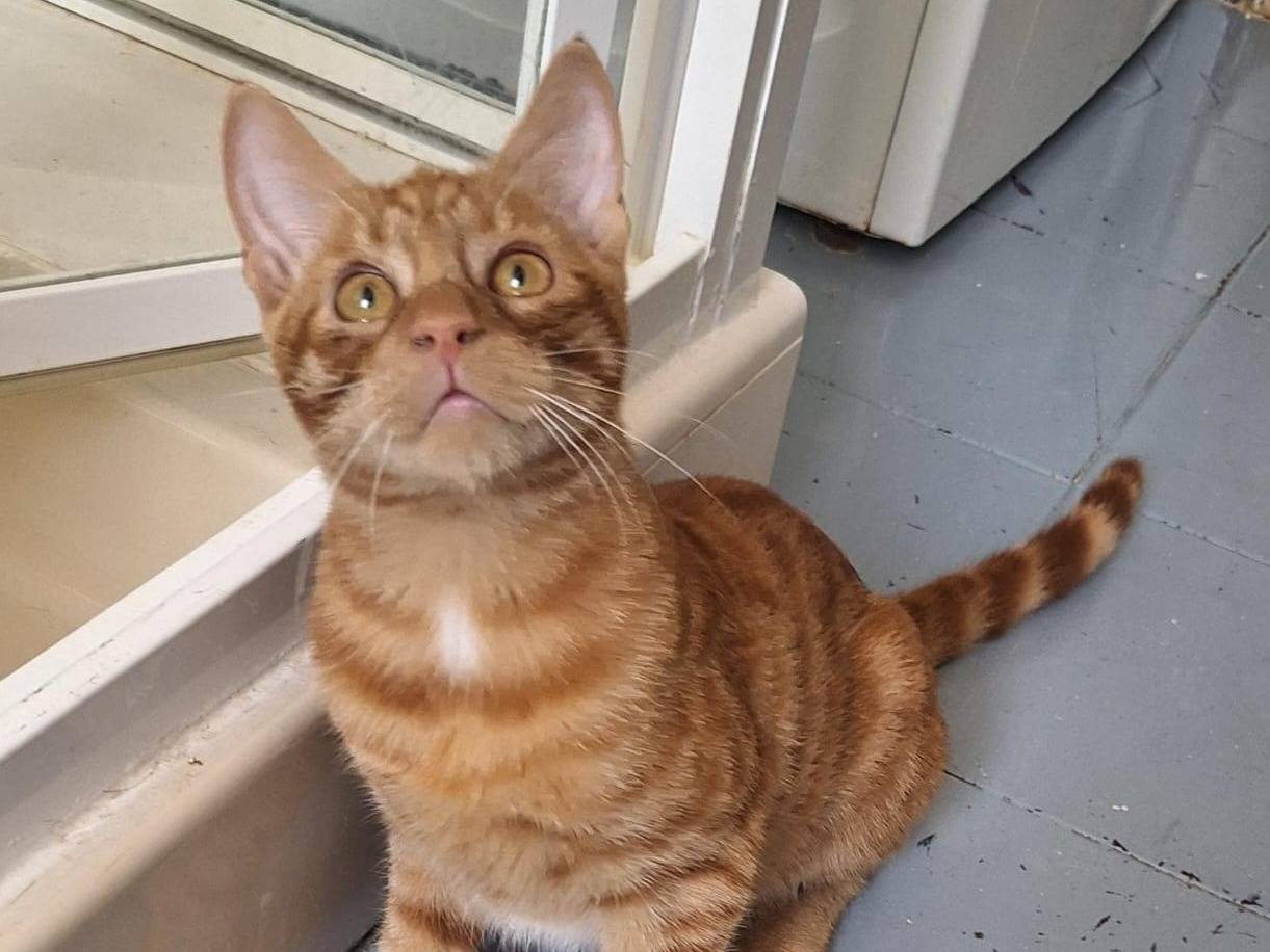 Adotta un gatto, taglia non valida, maschio, Milano