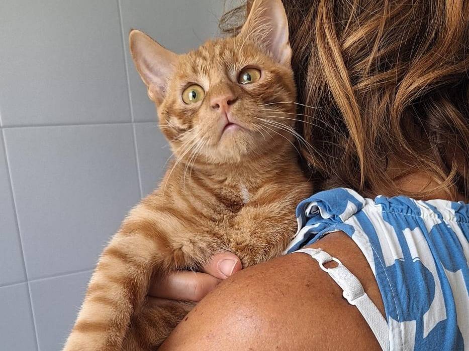 Vuoi adottare un gatto a Milano?