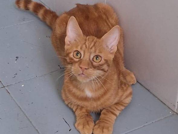 Adotta il gatto Vincent  a Milano