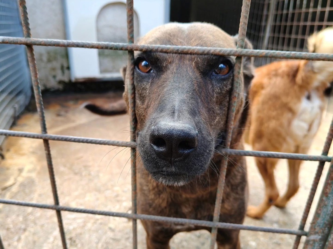 Adozione cane, femmina, Razza sconosciuta Razza sconosciuta, 7 anni e 9 mesi, taglia media, Vibo