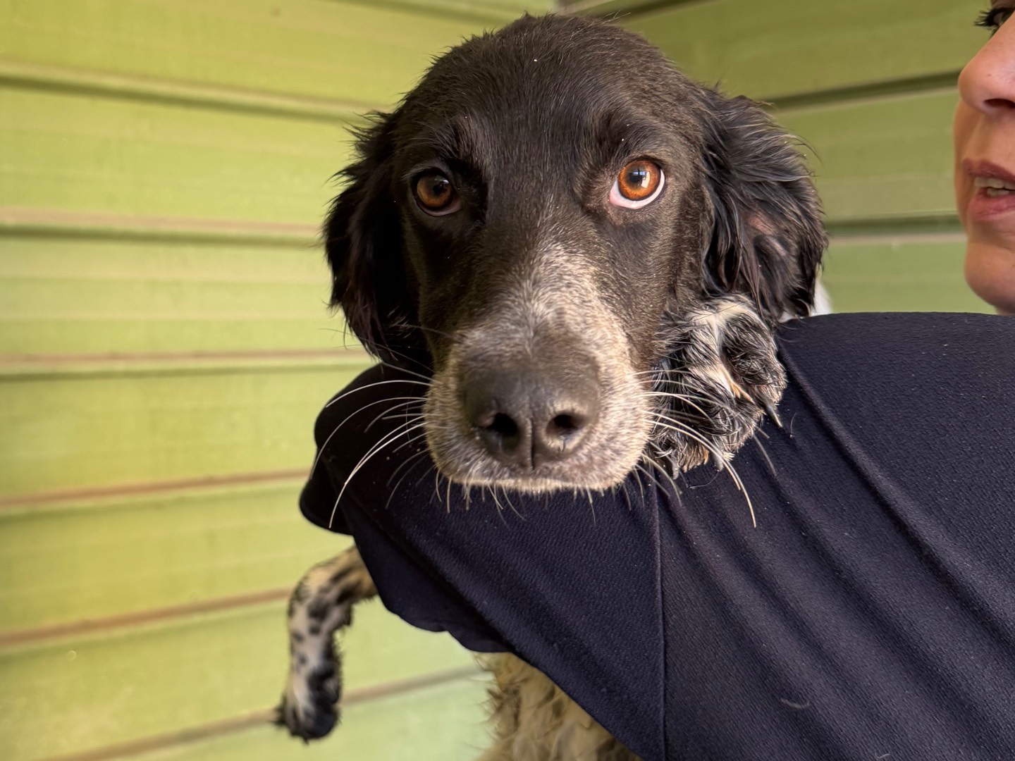 Adozione cane, maschio, Setter Inglese Razza sconosciuta, 7 mesi, taglia media, Napoli