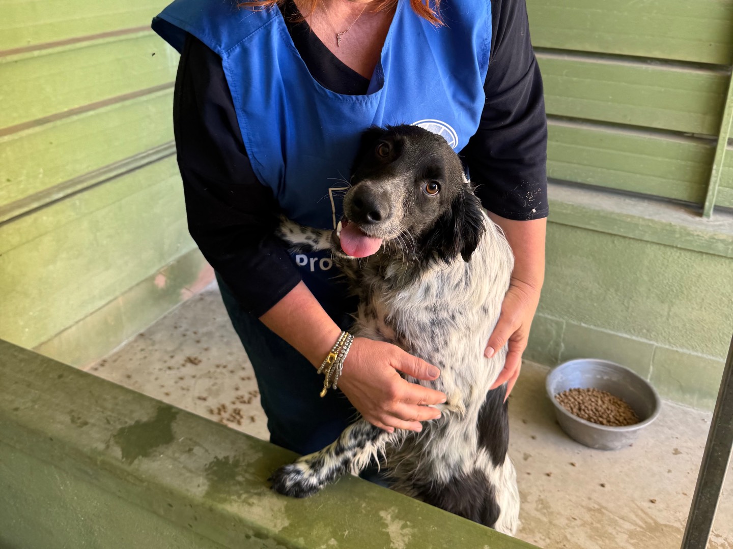 Adotta un cane, taglia media, maschio, Napoli