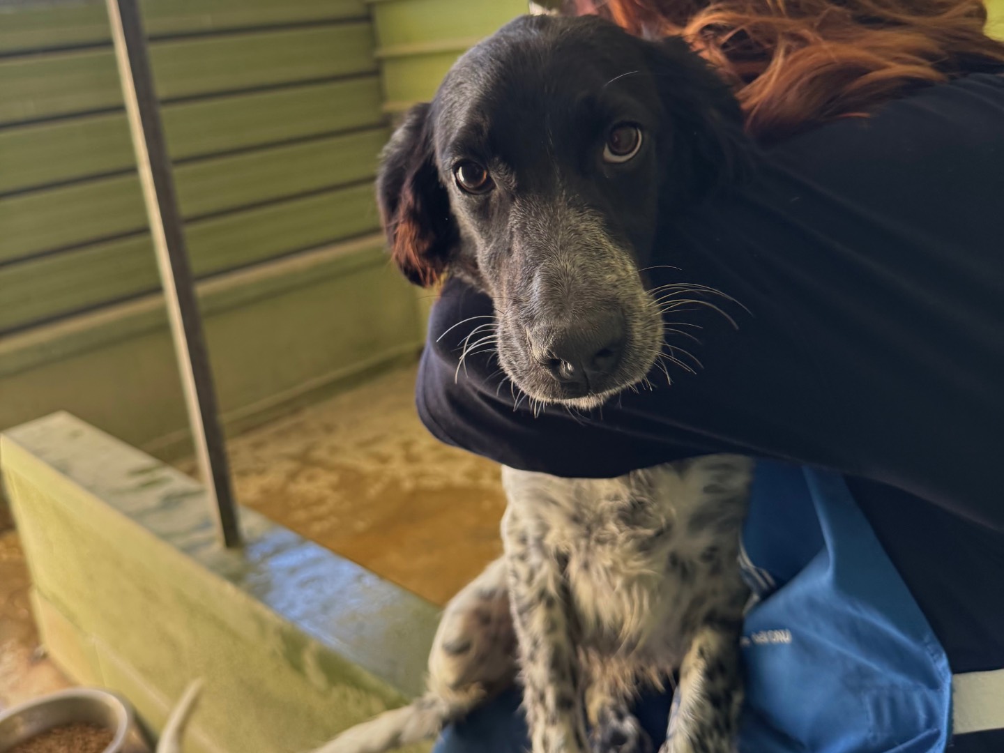 Vuoi adottare un cane a Napoli?