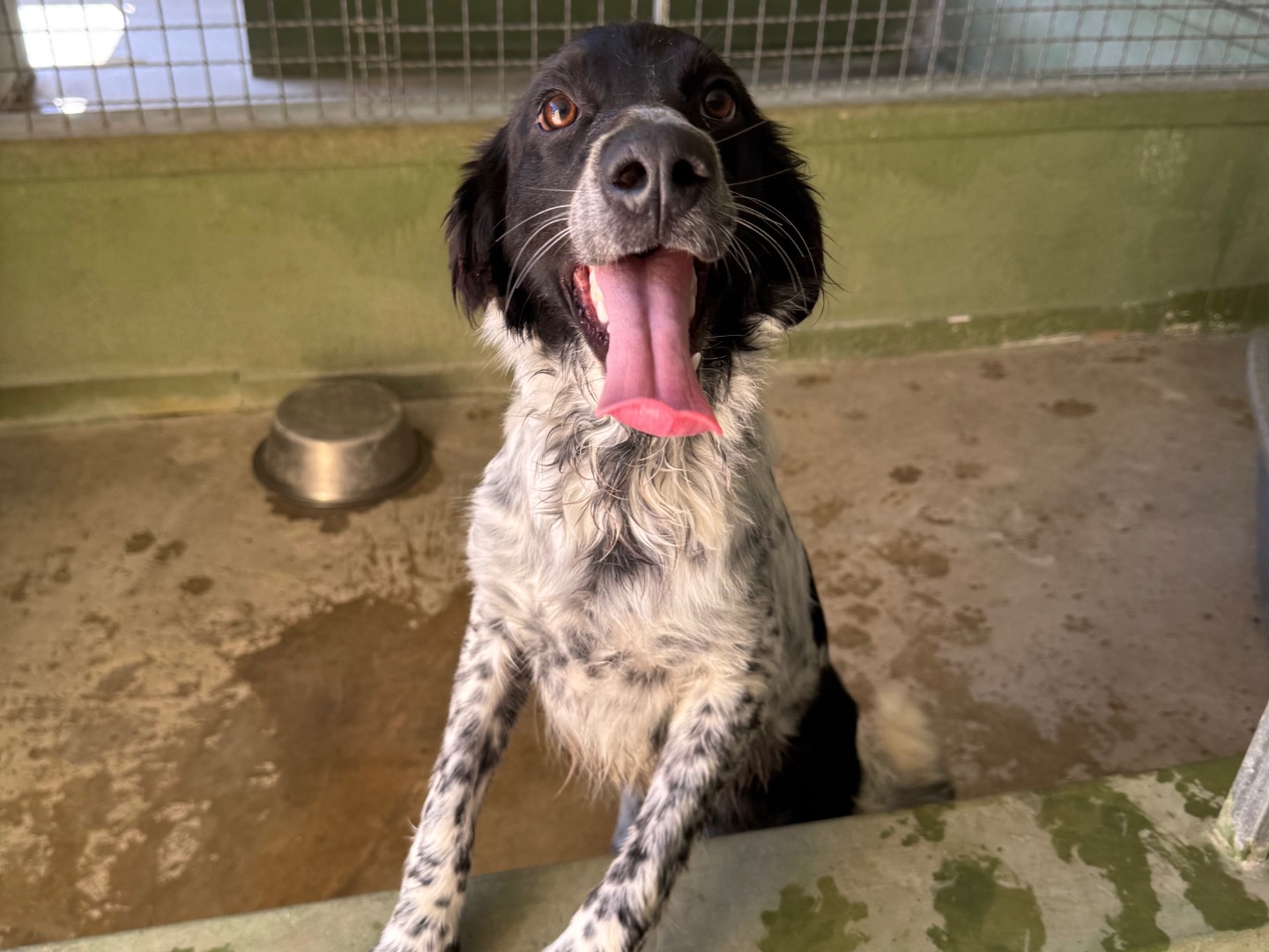 Adotta il cane Pongo a Napoli