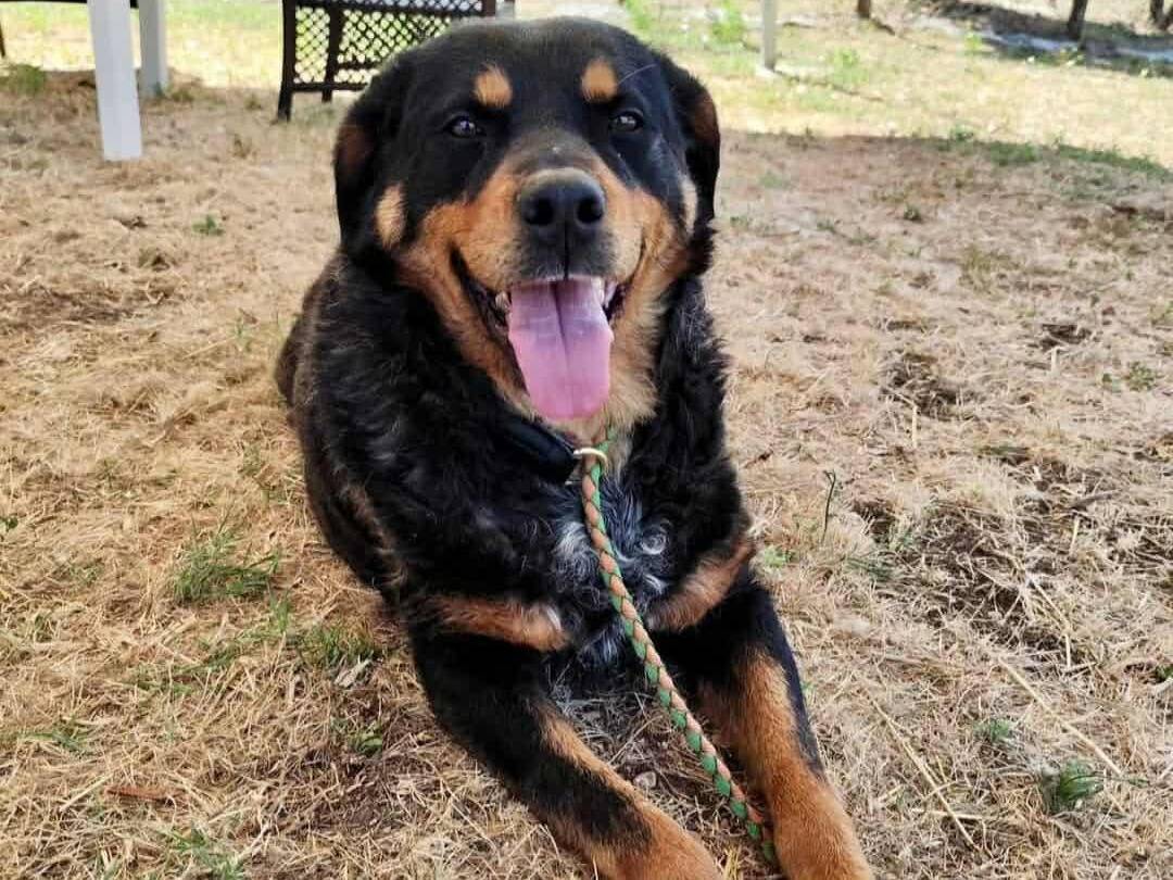 Adotta un cane, femmina, 5 anni e 3 mesi, Firenze