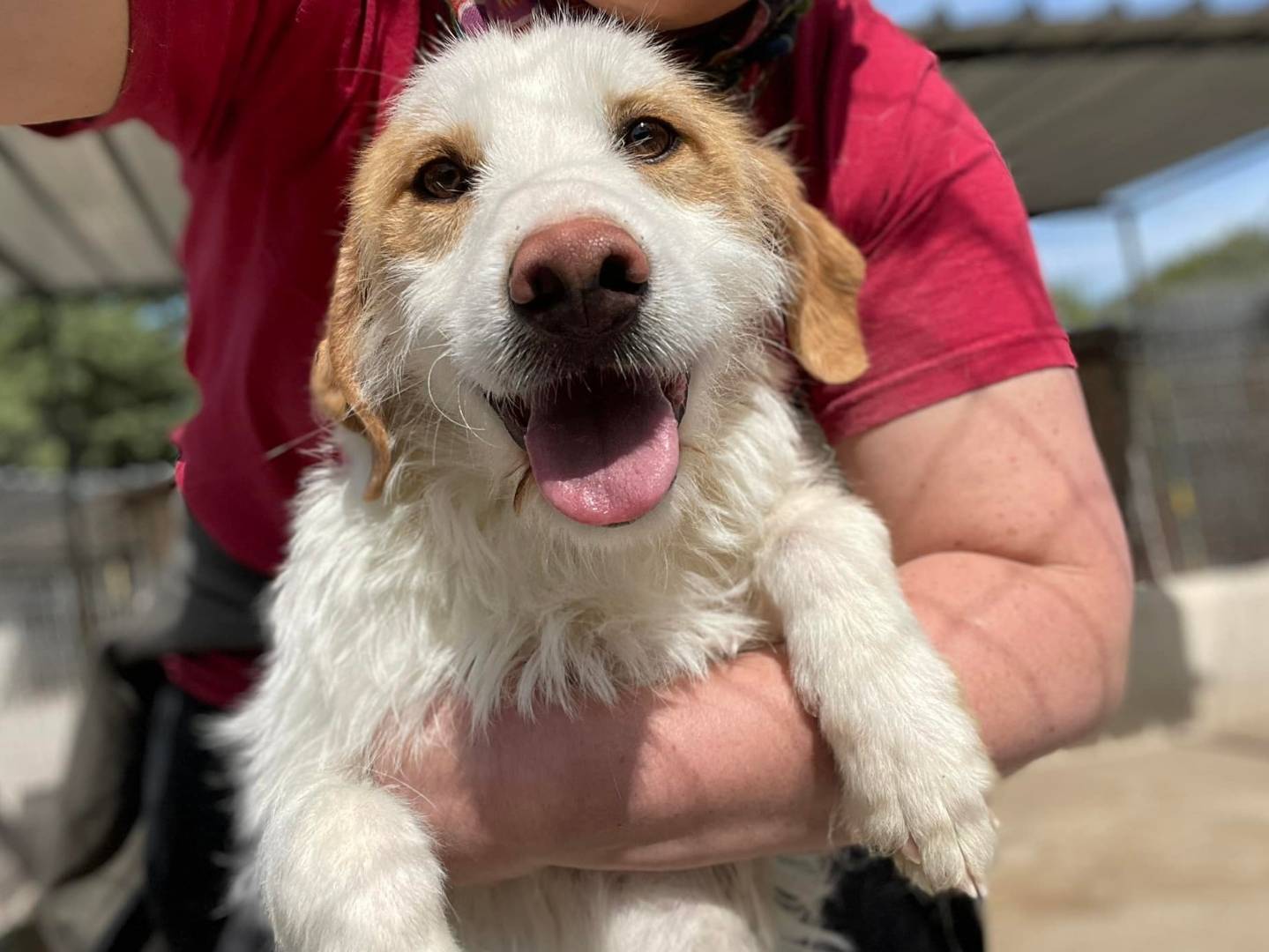 Adozione cane, femmina, Razza sconosciuta Razza sconosciuta, 4 anni e 11 mesi, taglia media, Firenze