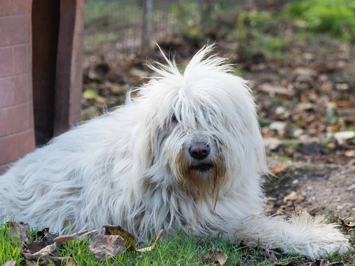 Adozione cane, femmina, Razza sconosciuta Razza sconosciuta, 6 anni e 6 mesi, taglia grande, Firenze