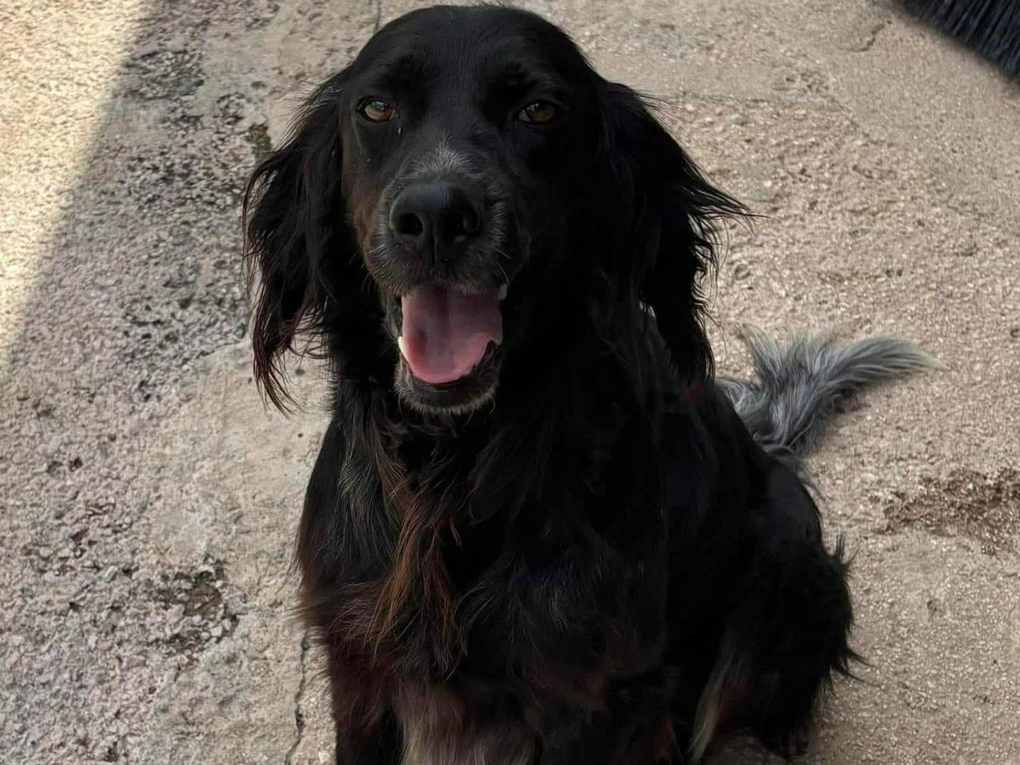 Adotta il cane FREE a Firenze