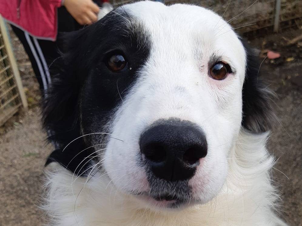 Adozione cane, femmina, Border Collie Razza sconosciuta, 4 anni e 11 mesi, taglia media, Caserta