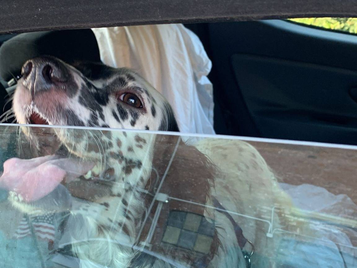 Adozione cane, femmina, Setter Inglese Razza sconosciuta, 3 anni e 3 mesi, taglia media contenuta, Bologna