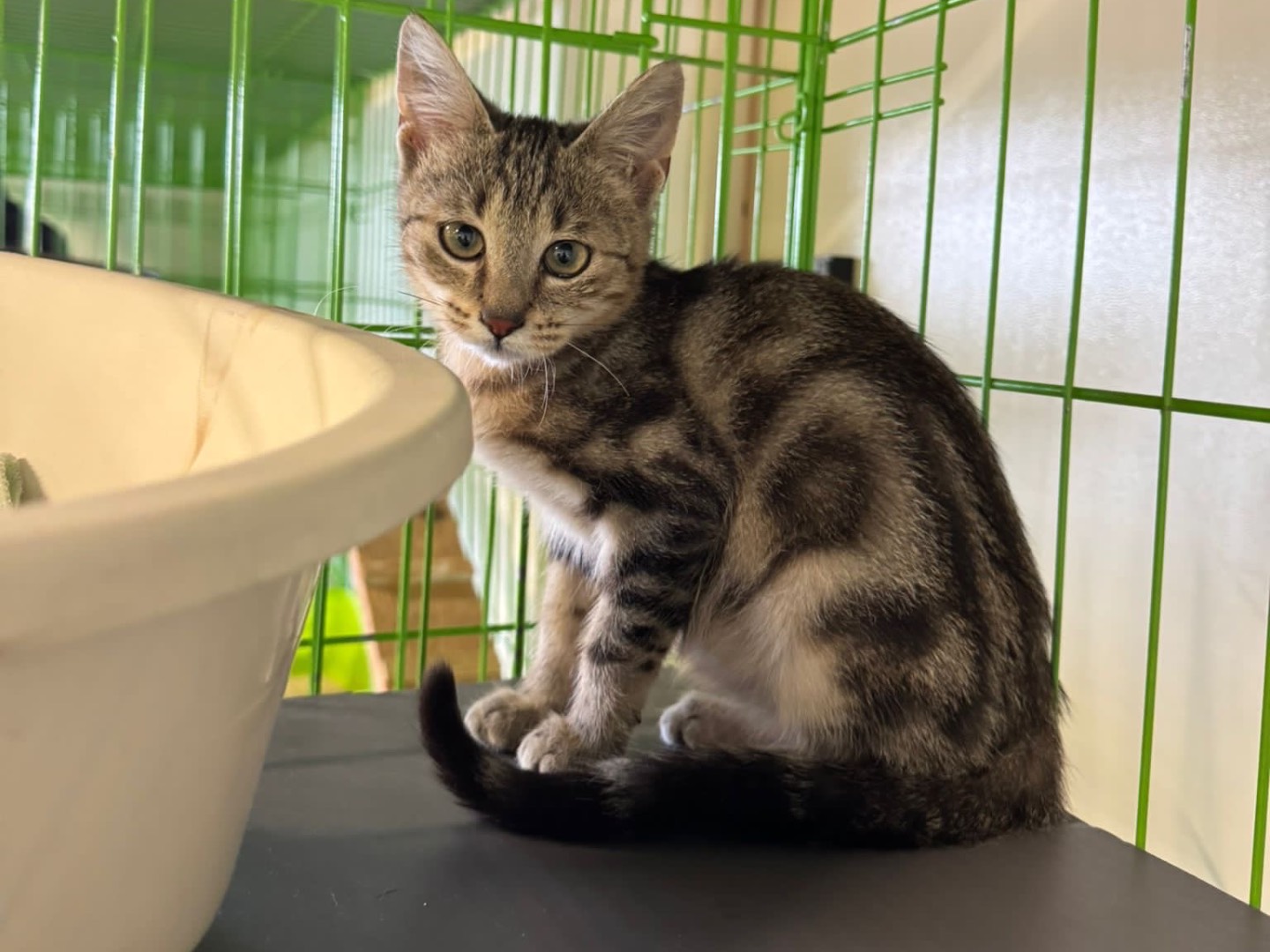 Adozione gatto, femmina, Razza sconosciuta Razza sconosciuta, 3 mesi, taglia non valida, Brescia