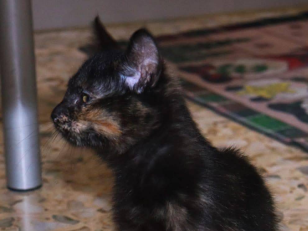 Adozione gatto, femmina, Razza sconosciuta Razza sconosciuta, 3 mesi, taglia non valida, Potenza