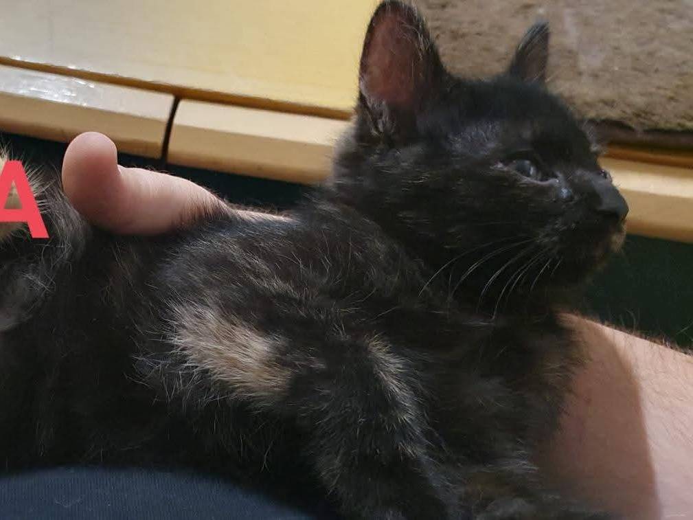 Adotta un gatto, femmina, 3 mesi, Potenza