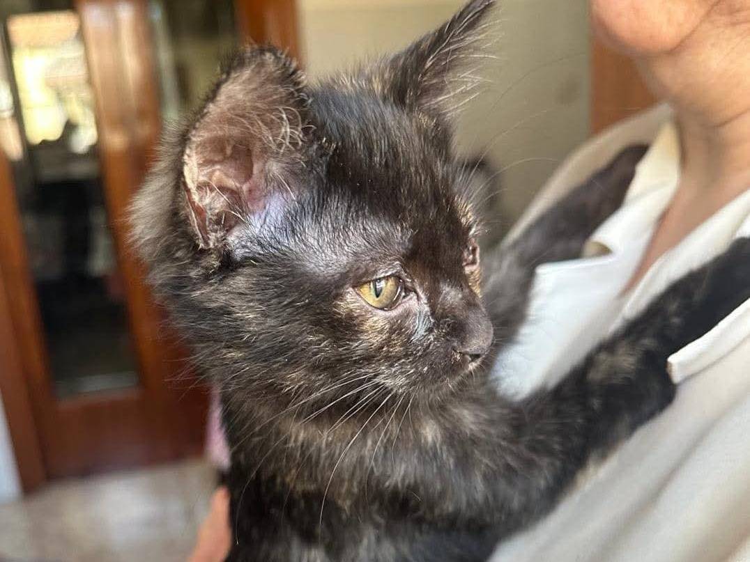Adotta un gatto, taglia non valida, femmina, Potenza