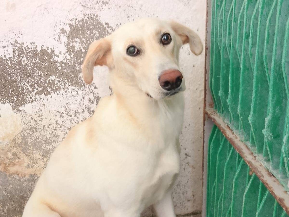 Adozione cane, femmina, Razza sconosciuta Razza sconosciuta, 4 anni e 4 mesi, taglia media, Crotone