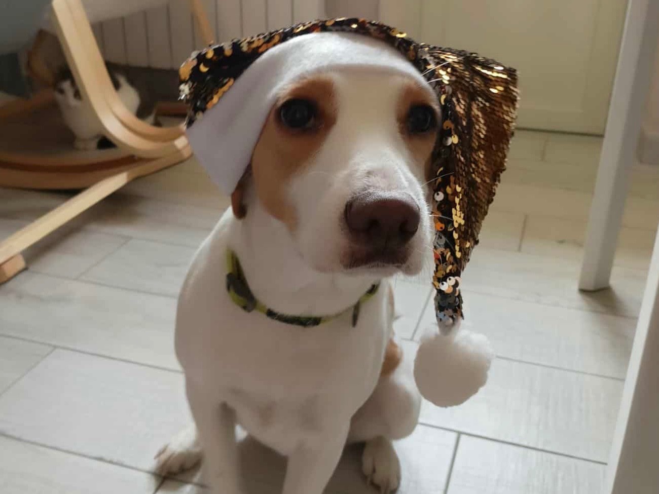 Adozione cane, femmina, Razza sconosciuta Razza sconosciuta, 4 anni e 1 mese, taglia media contenuta, Bergamo