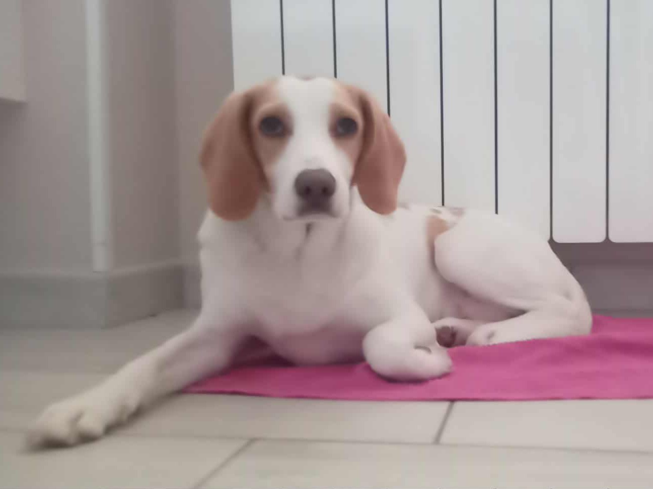 Adotta un cane, femmina, 4 anni e 1 mese, Bergamo