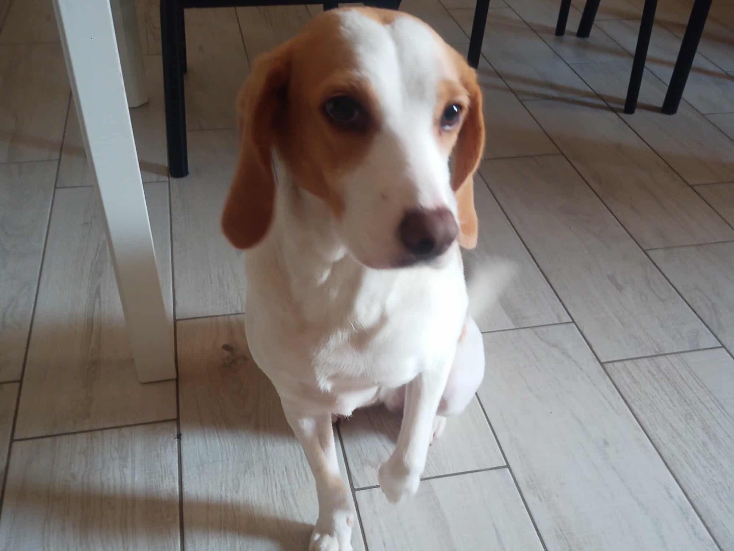 Adotta un cane, taglia media contenuta, femmina, Bergamo