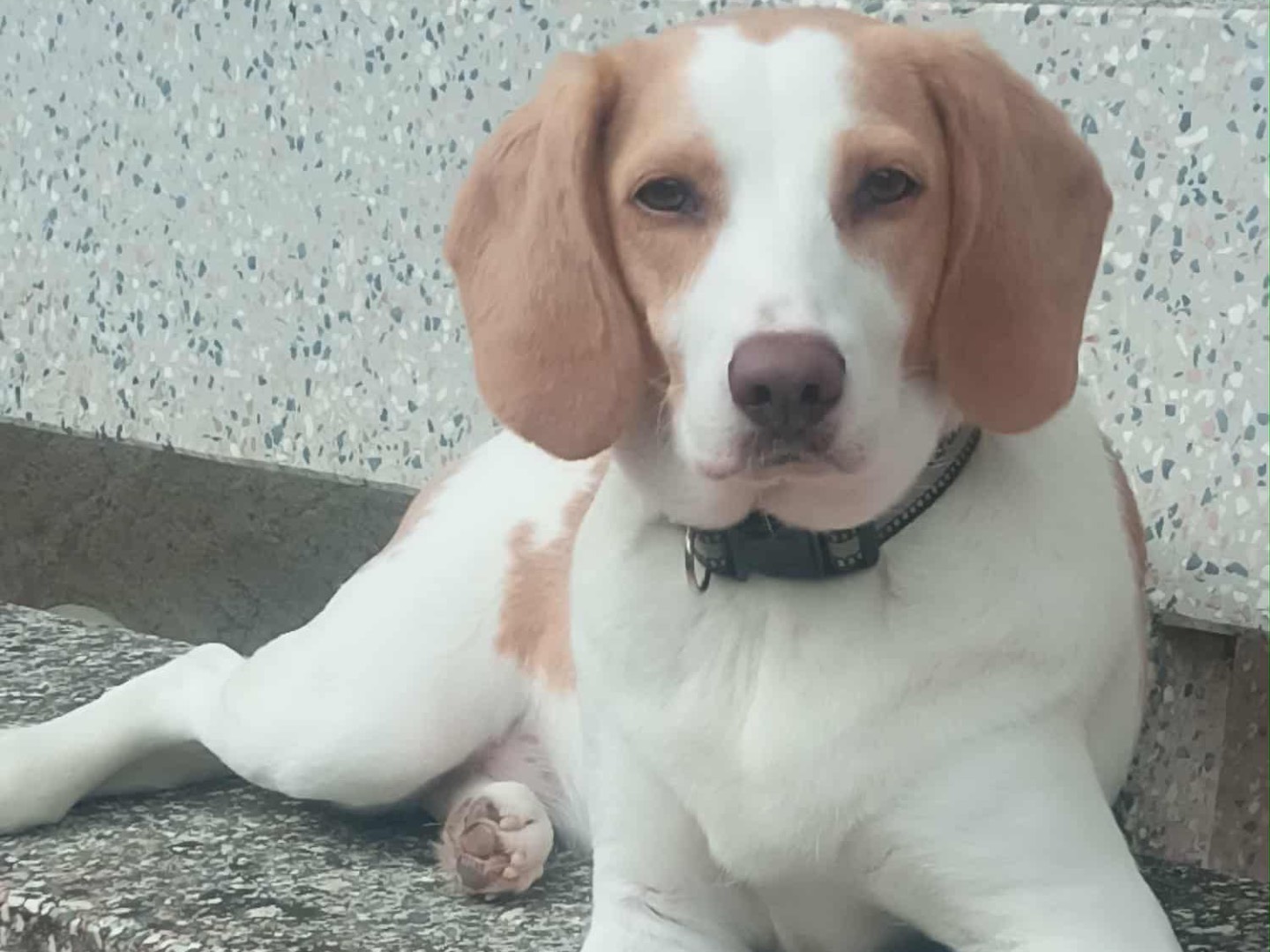 Vuoi adottare un cane a Bergamo?