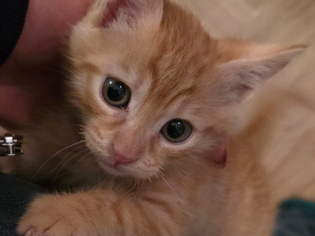 Adozione gatto, maschio, Razza sconosciuta Razza sconosciuta, 1 mesi, taglia non valida, Pescara