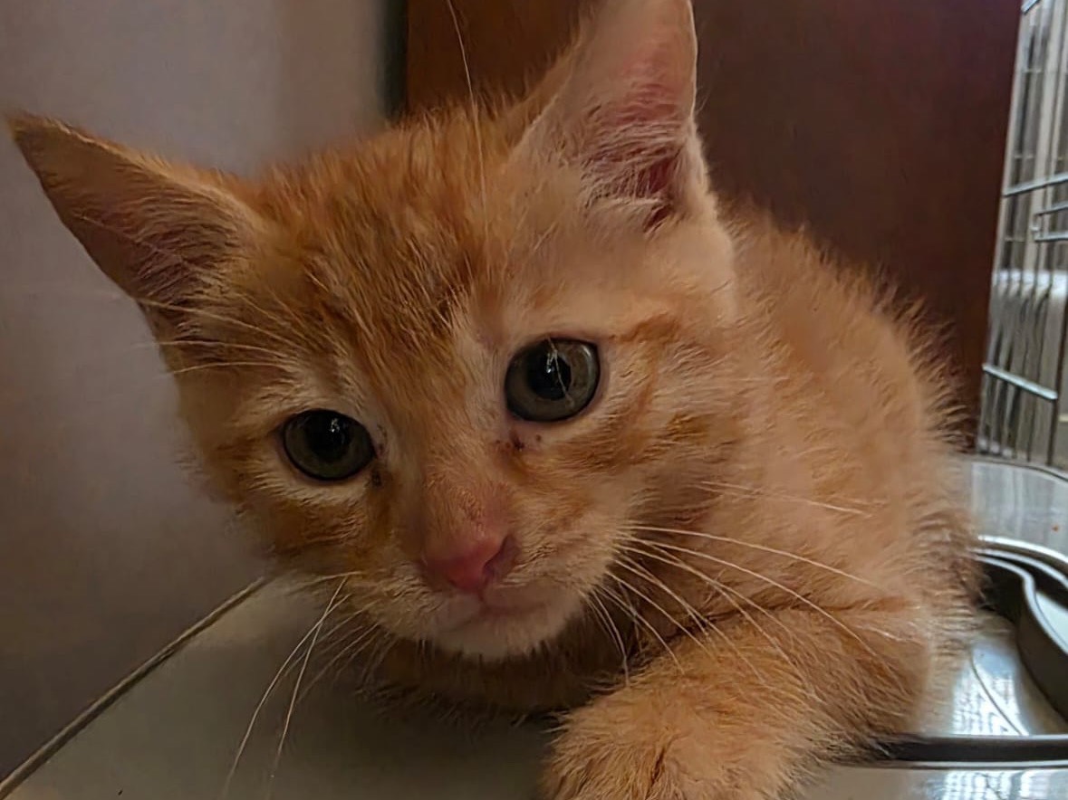 Adotta un gatto, maschio, 1 mesi, Pescara
