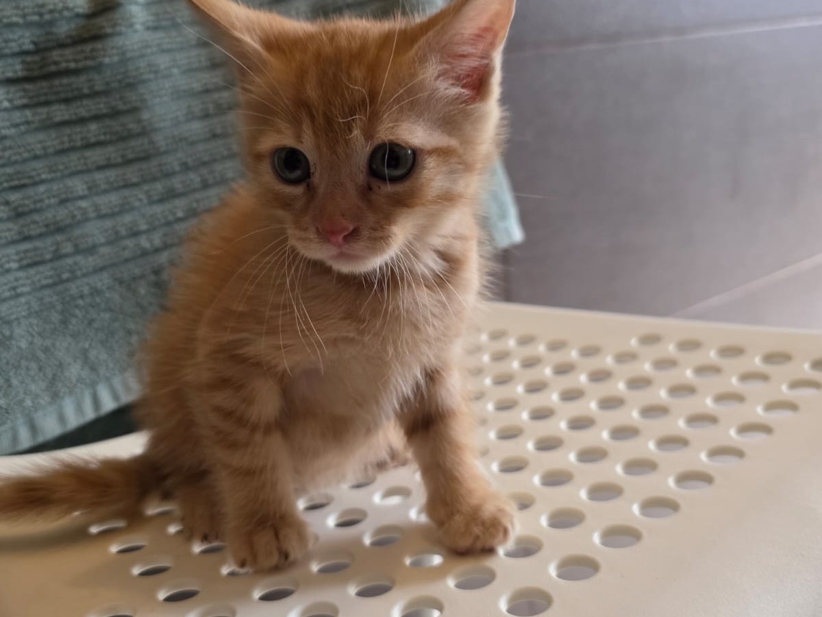 Adotta un gatto, taglia non valida, maschio, Pescara