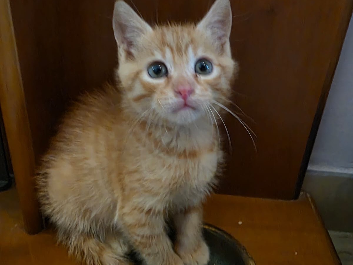 Vuoi adottare un gatto a Pescara?