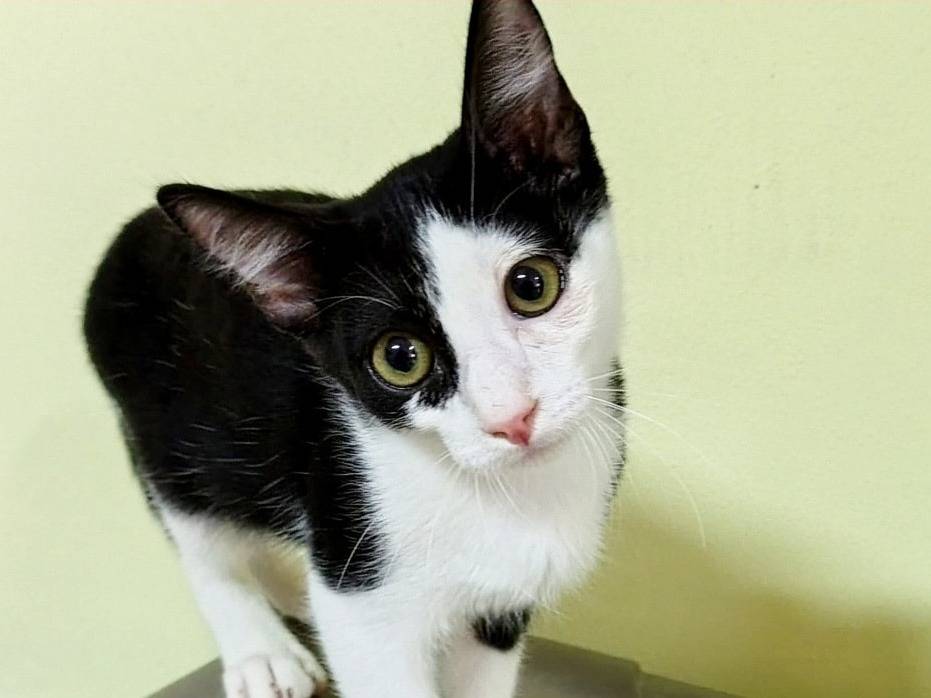 Adozione gatto, maschio, Razza sconosciuta Razza sconosciuta, 4 mesi, taglia non valida, Catanzaro