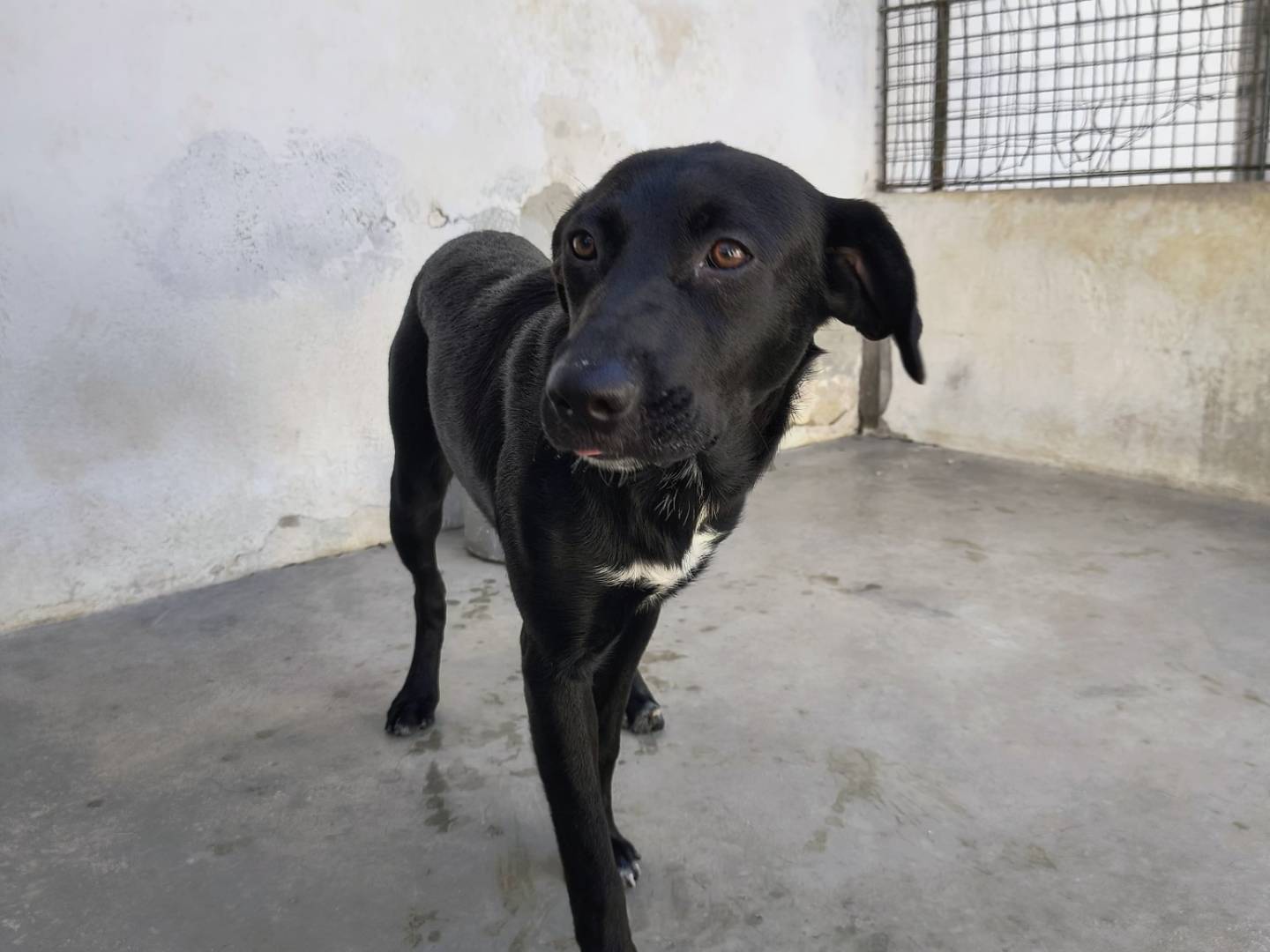 Adozione cane, femmina, Razza sconosciuta Razza sconosciuta, 9 mesi, taglia media contenuta, Caserta