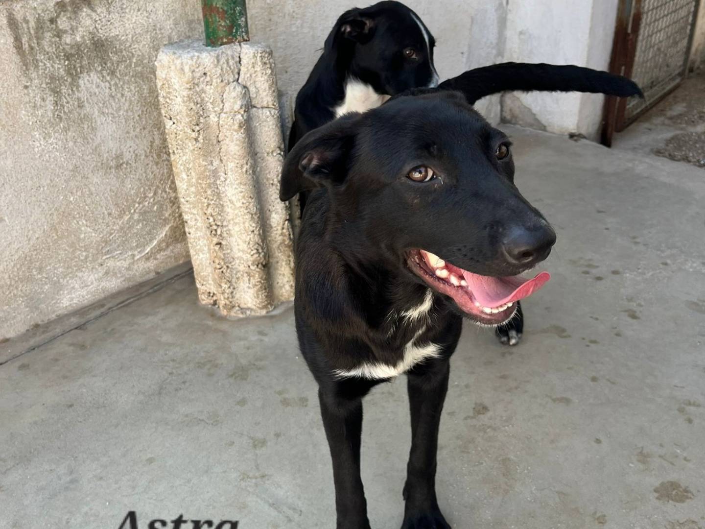 Adotta un cane, taglia media contenuta, femmina, Caserta