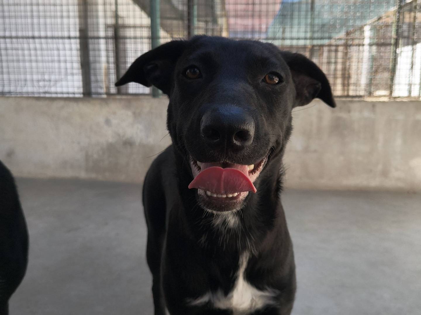 Vuoi adottare un cane a Caserta?