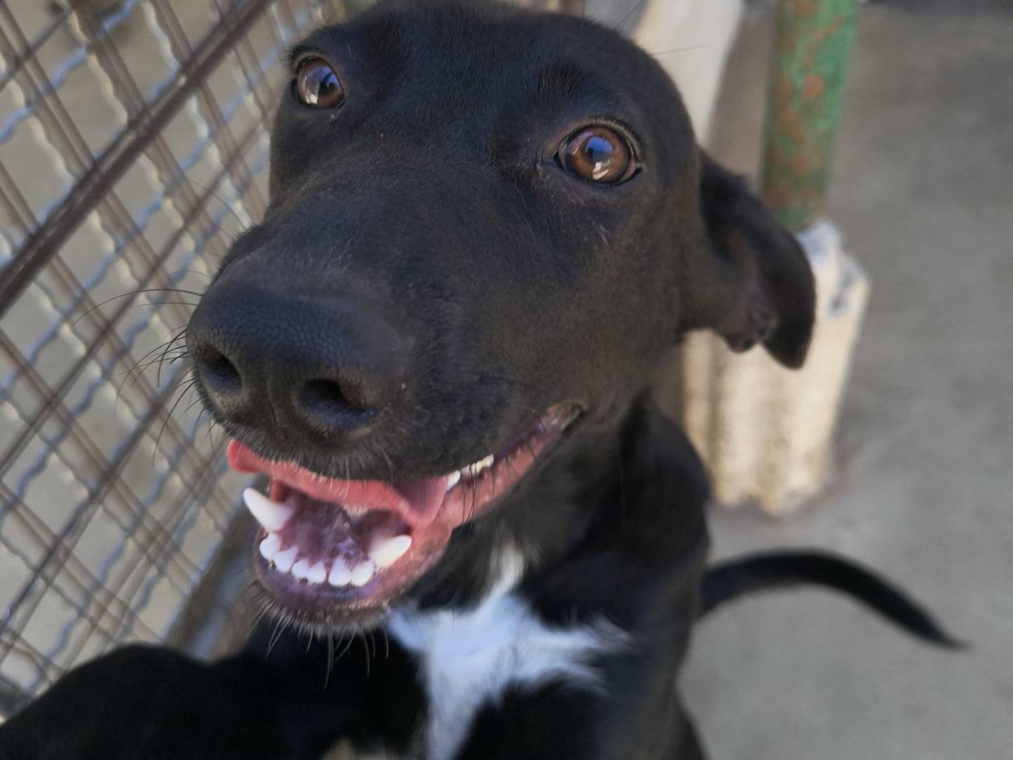 Adotta il cane ASTRA a Caserta