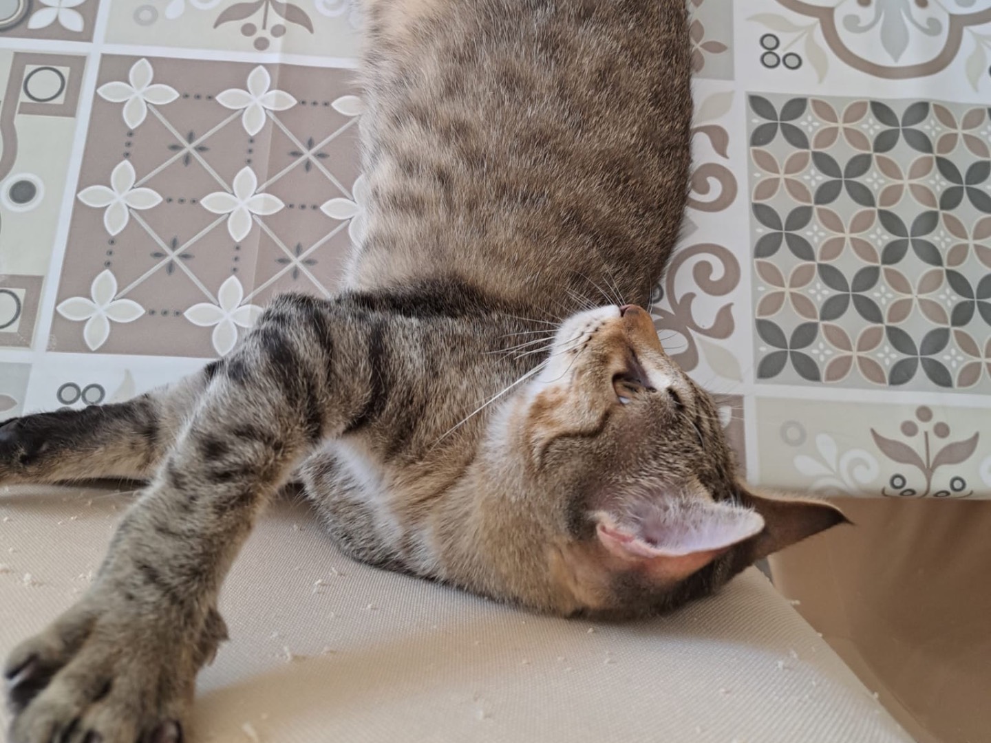 Adozione gatto, maschio, Razza sconosciuta Razza sconosciuta, 4 mesi, taglia non valida, Piacenza