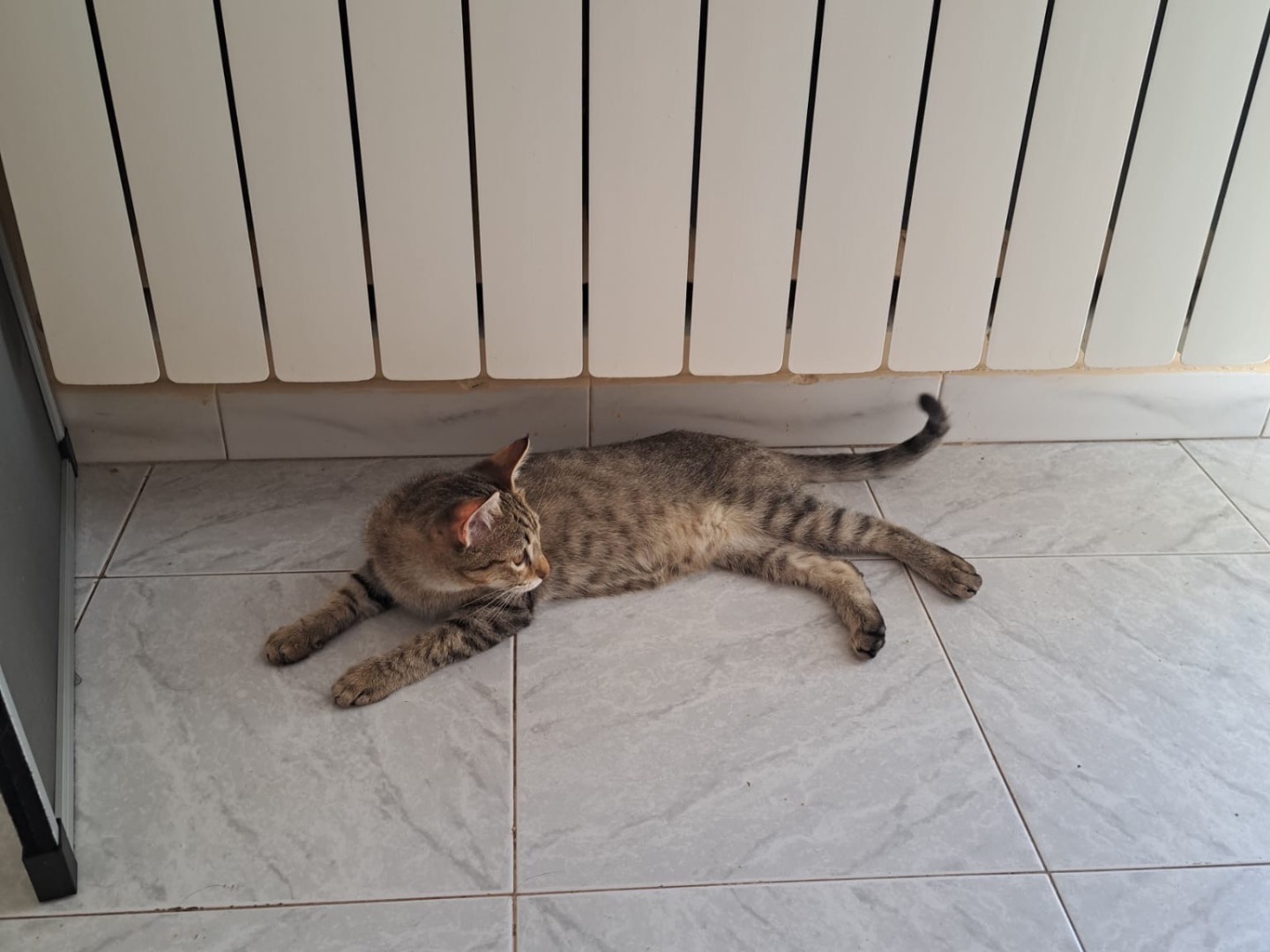 Adotta un gatto, taglia non valida, maschio, Piacenza