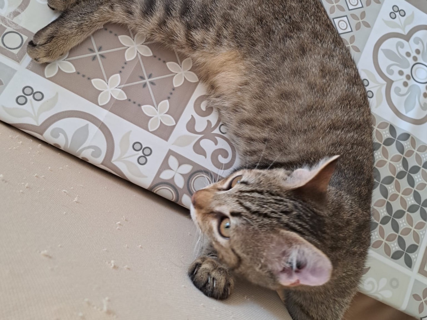 Vuoi adottare un gatto a Piacenza?