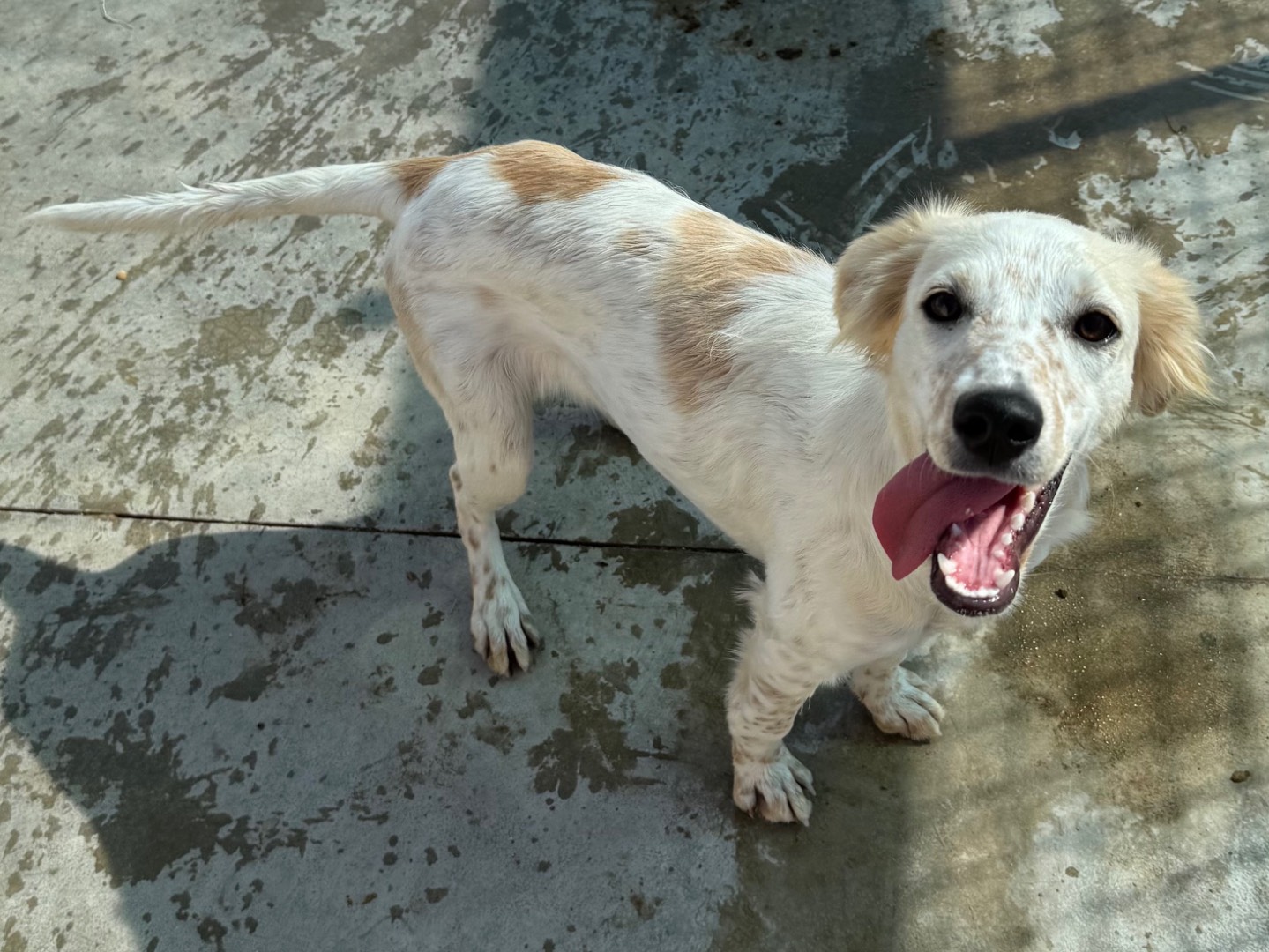 Adotta il cane Peggy  a Napoli