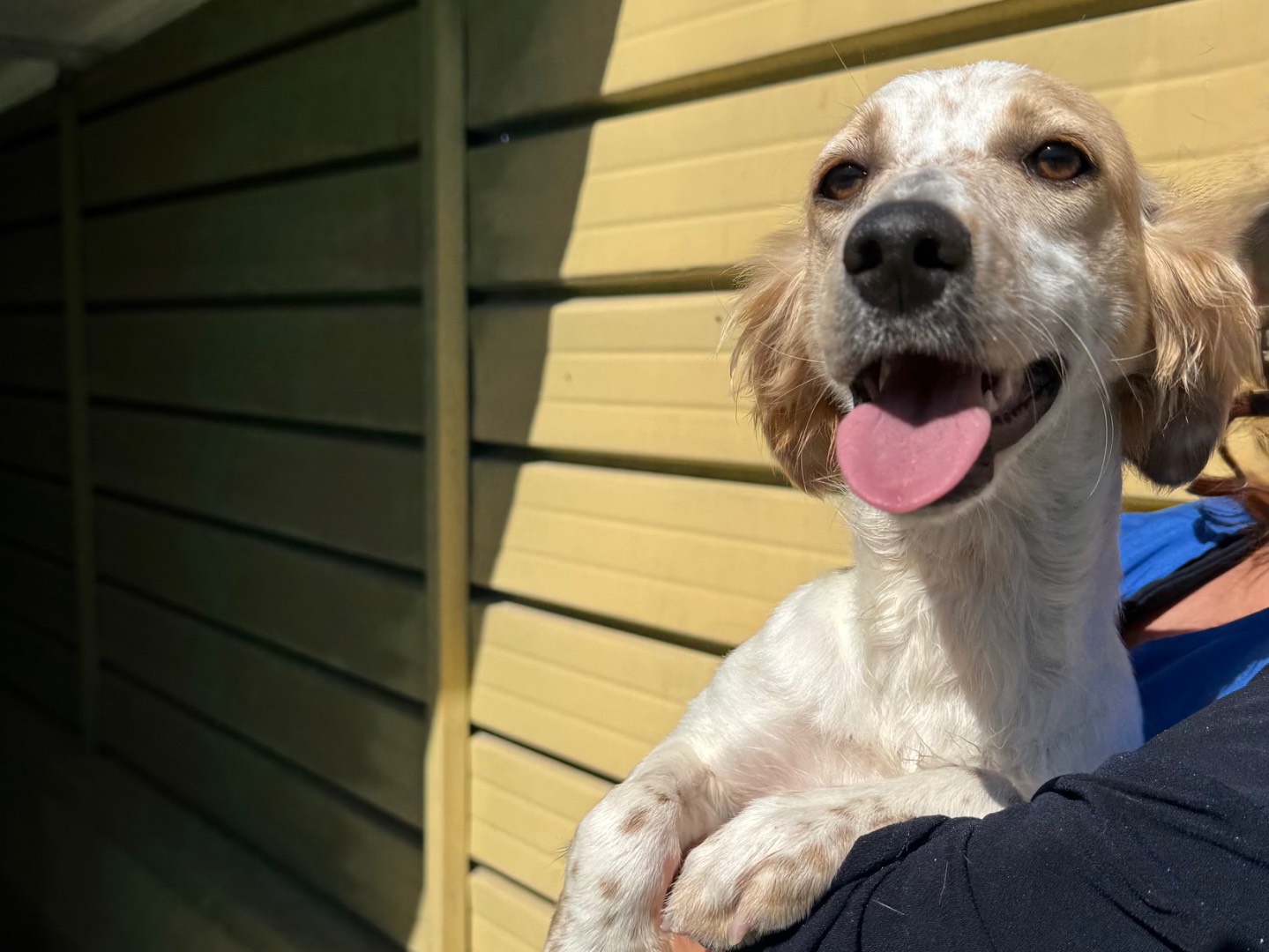 Adozione cane, femmina, Setter Inglese Razza sconosciuta, 7 mesi, taglia media, Napoli