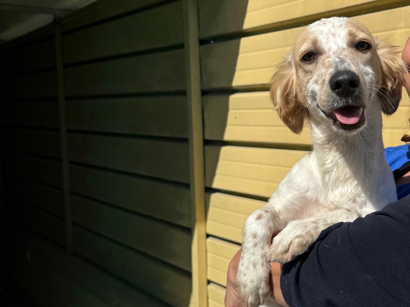 Adotta un cane, femmina, 7 mesi, Napoli