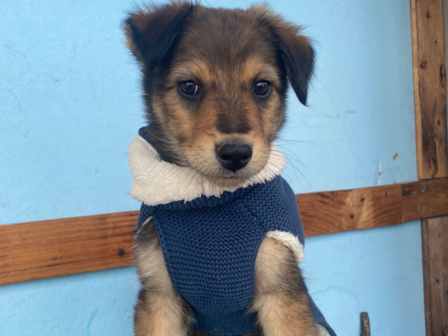 Vuoi adottare un cane a Bari?