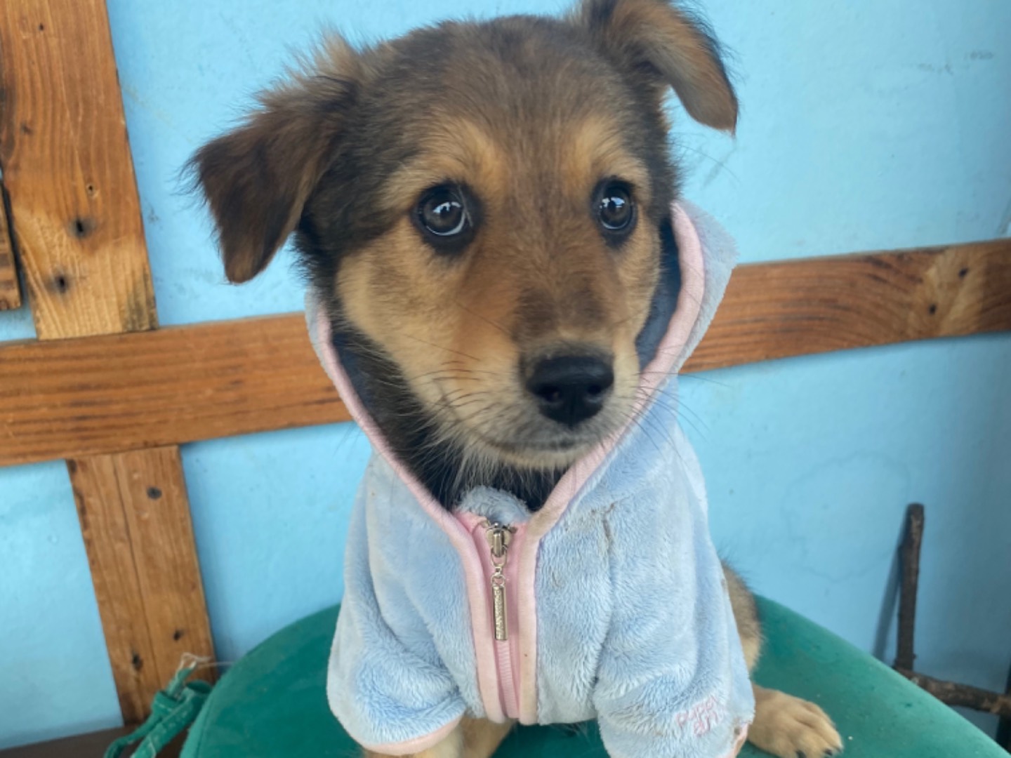 Adozione cane, femmina, Razza sconosciuta Razza sconosciuta, 2 mesi, taglia piccola, Bari