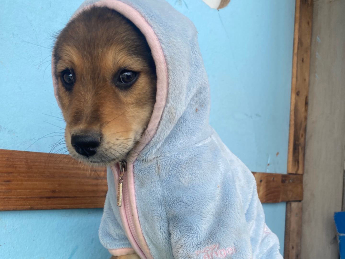 Adotta un cane, femmina, 2 mesi, Bari