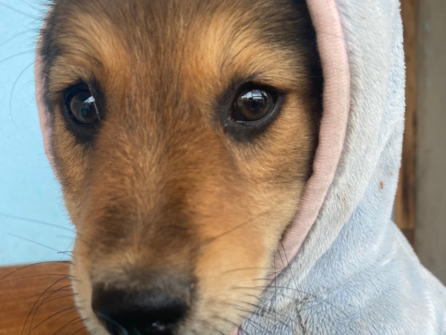 Adotta un cane, taglia piccola, femmina, Bari