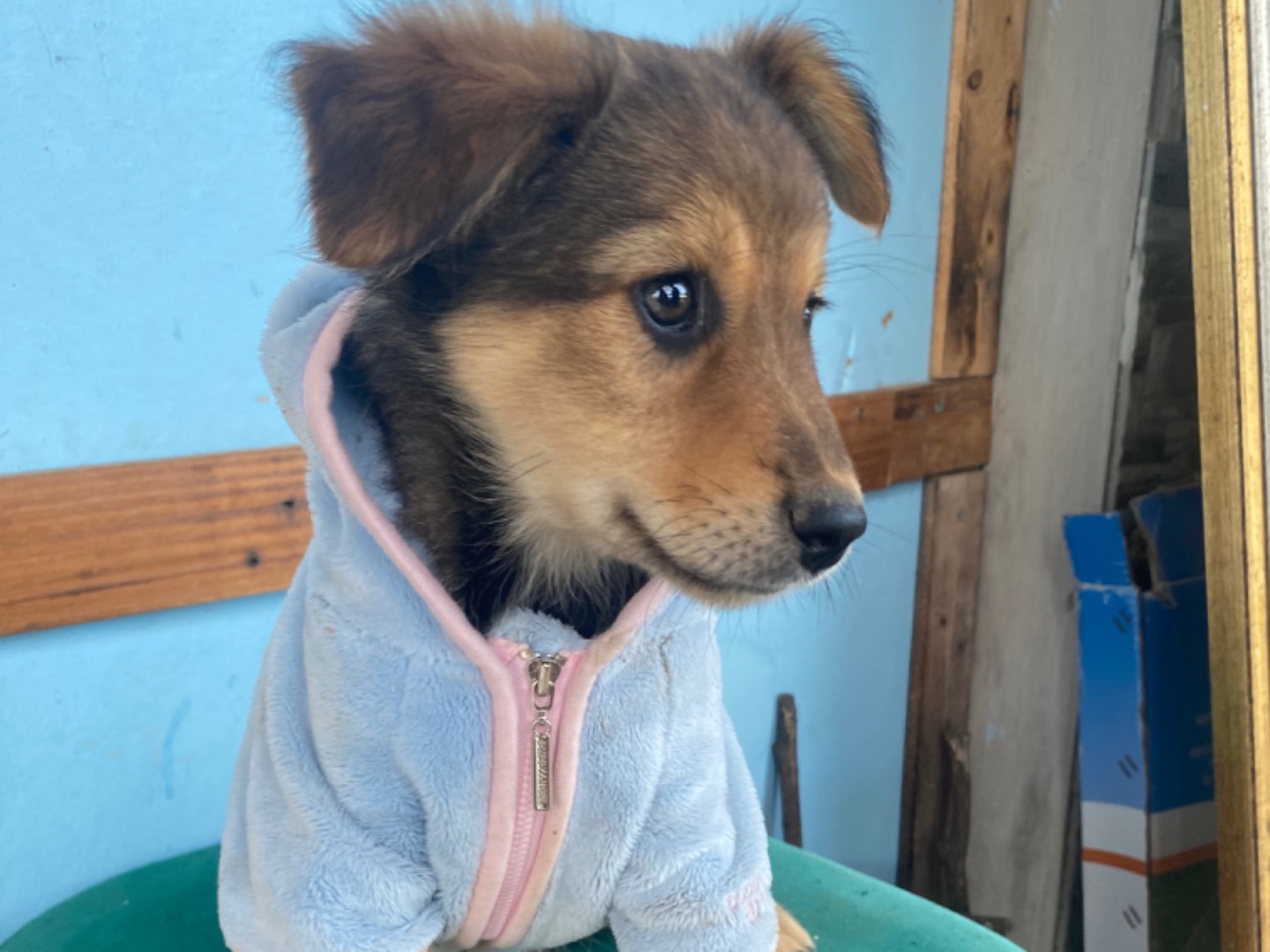 Vuoi adottare un cane a Bari?