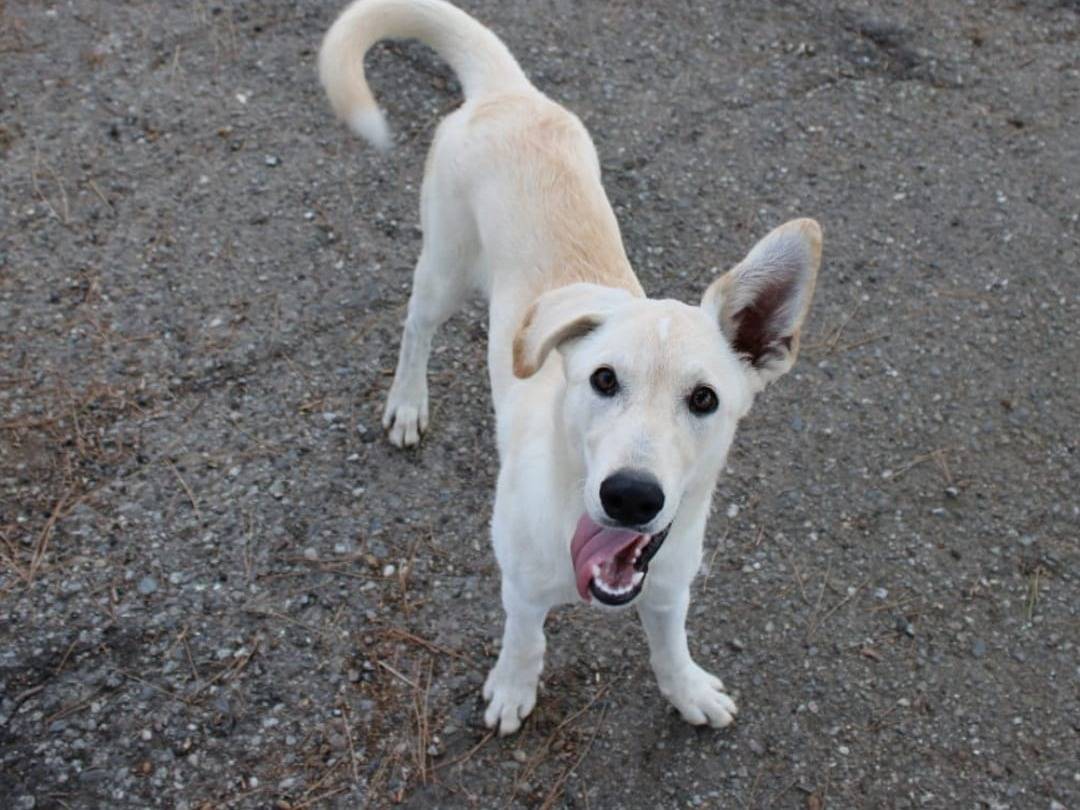 Adozione cane, femmina, Razza sconosciuta Razza sconosciuta, 6 mesi, taglia media, Crotone