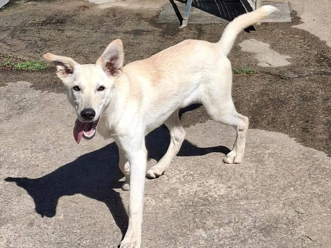 Adotta un cane, femmina, 6 mesi, Crotone
