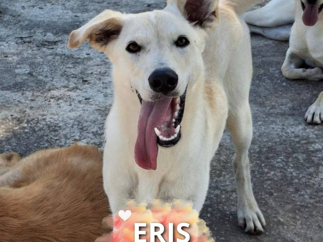 Adotta un cane, taglia media, femmina, Crotone