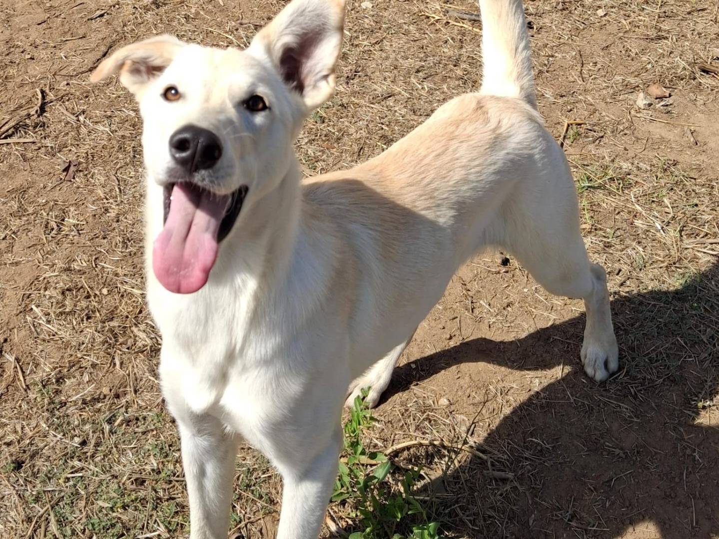 Vuoi adottare un cane a Crotone?