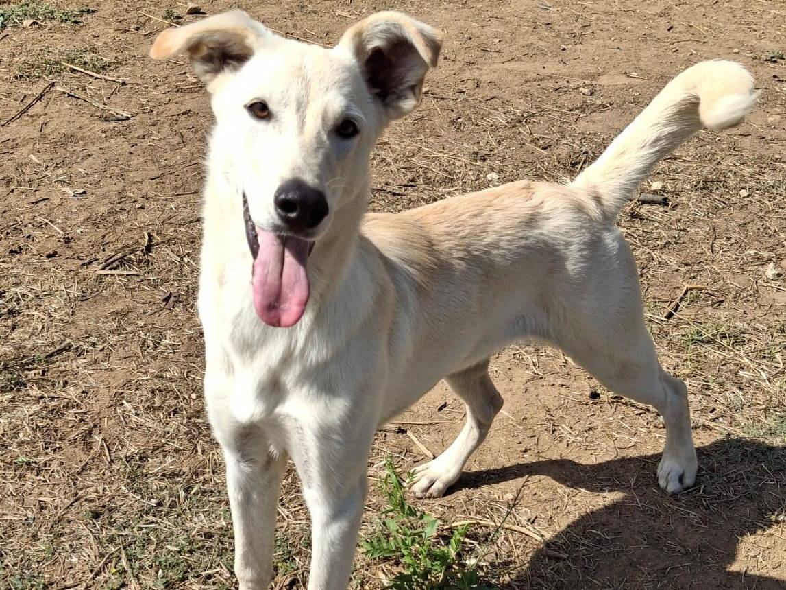 Adotta il cane Eris a Crotone
